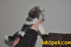 Shih Tzu Yavrular 2