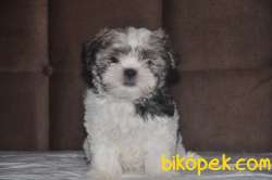 Shih Tzu Yavrular 2