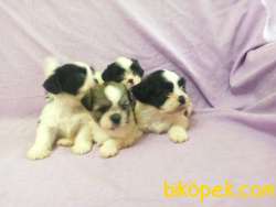SHİH TZU YAVRULAR 3