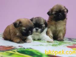 SHİH TZU YAVRULAR 3