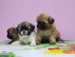SHİH TZU YAVRULAR 2