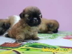 SHİH TZU YAVRULAR 4