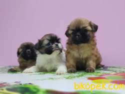 SHİH TZU YAVRULAR 5