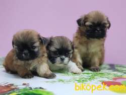 SHİH TZU YAVRULAR 1