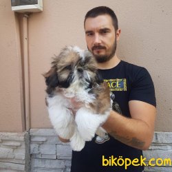 SATILIK SHİH TZU YAVRULARI 3