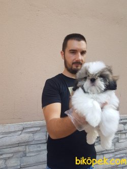 SATILIK SHİH TZU YAVRULARI 4