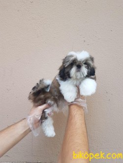 SATILIK SHİH TZU YAVRULARI 2
