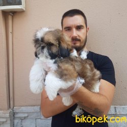 SATILIK SHİH TZU YAVRULARI 1