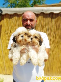 SHİH TZU YAVRULARI 4
