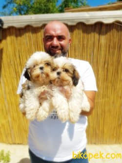 SHİH TZU YAVRULARI 5