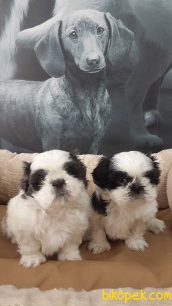 Shıh Tzu Yavruları 3