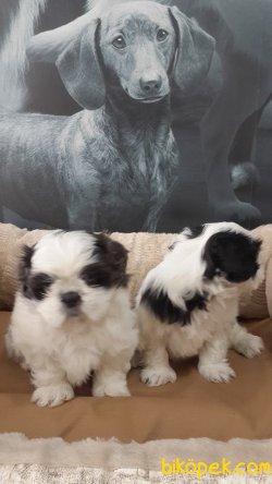 Shıh Tzu Yavruları 4