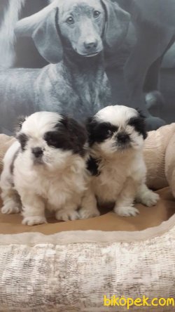 Shıh Tzu Yavruları 1