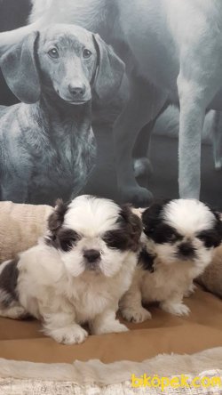 Shıh Tzu Yavruları 2