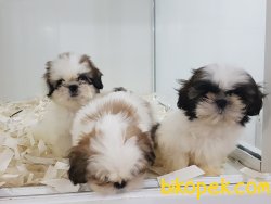 SHIH TZU YAVRULARI 3