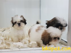 SHIH TZU YAVRULARI 2