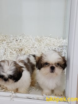SHIH TZU YAVRULARI 5