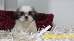 SHIH TZU YAVRULARI 4