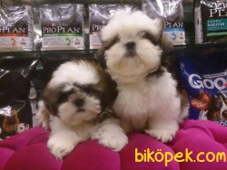 SHIH TZU YAVRULARI 2