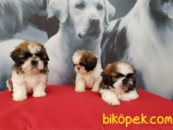 SHIH TZU YAVRULARI 5