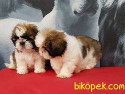SHIH TZU YAVRULARI 4