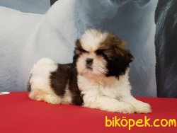 SHIH TZU YAVRULARI 1