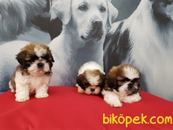 SHIH TZU YAVRULARI 2