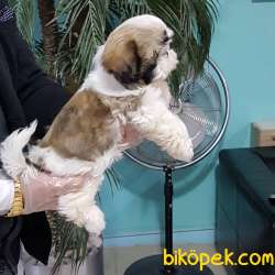 Shih Tzu Yavruları 3