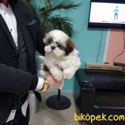Shih Tzu Yavruları 1