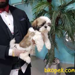 Shih Tzu Yavruları 4