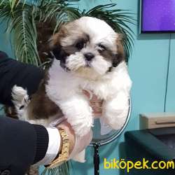 Shih Tzu Yavruları 2