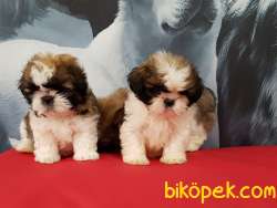 SHIH TZU YAVRULARI 4