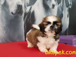 SHIH TZU YAVRULARI 3