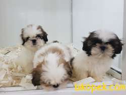 SHIH TZU YAVRULARI ÇİFTLİKTEN 3