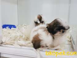 SHIH TZU YAVRULARI ÇİFTLİKTEN 2