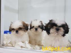 SHIH TZU YAVRULARI ÇİFTLİKTEN 1