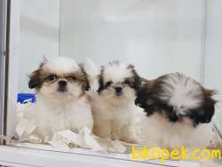 SHIH TZU YAVRULARI ÇİFTLİKTEN 4