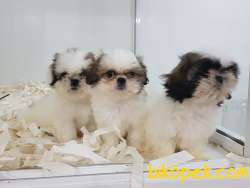 SHIH TZU YAVRULARI ÇİFTLİKTEN 5