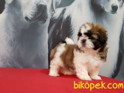 SHIH TZU YAVRULARI   CIFTLIKTEN 4