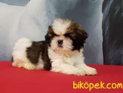 SHIH TZU YAVRULARI   CIFTLIKTEN 2