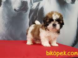 SHIH TZU YAVRULARI   CIFTLIKTEN 3