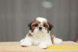 SHIH TZU YAVRULARI İSTANBUL 2