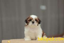 SHIH TZU YAVRULARI İSTANBUL 3