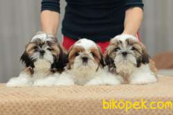 SHIH TZU YAVRULARI İSTANBUL