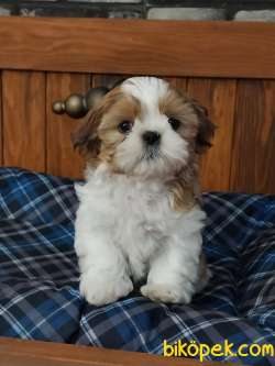 Shih Tzu Yavrulari Safkan 4