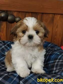 Shih Tzu Yavrulari Safkan 1