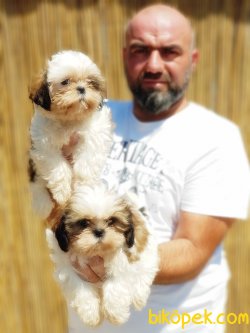 SHİH TZU YAVRULARIMIZ 5