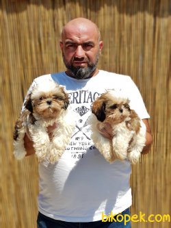 SHİH TZU YAVRULARIMIZ 4