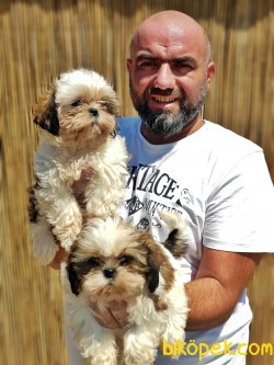 SHİH TZU YAVRULARIMIZ 2