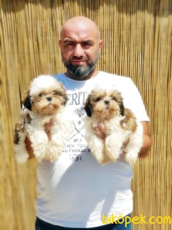 SHİH TZU YAVRULARIMIZ 1